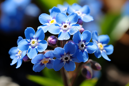 母爱如花海报花海如梦的蓝色花朵背景