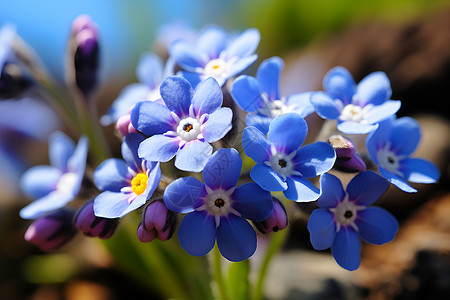 夏季花园中绽放的蓝色花朵背景图片