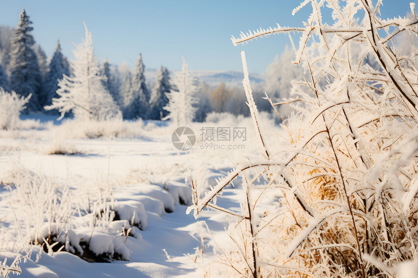 冰雪仙境的冬日森林景观图片