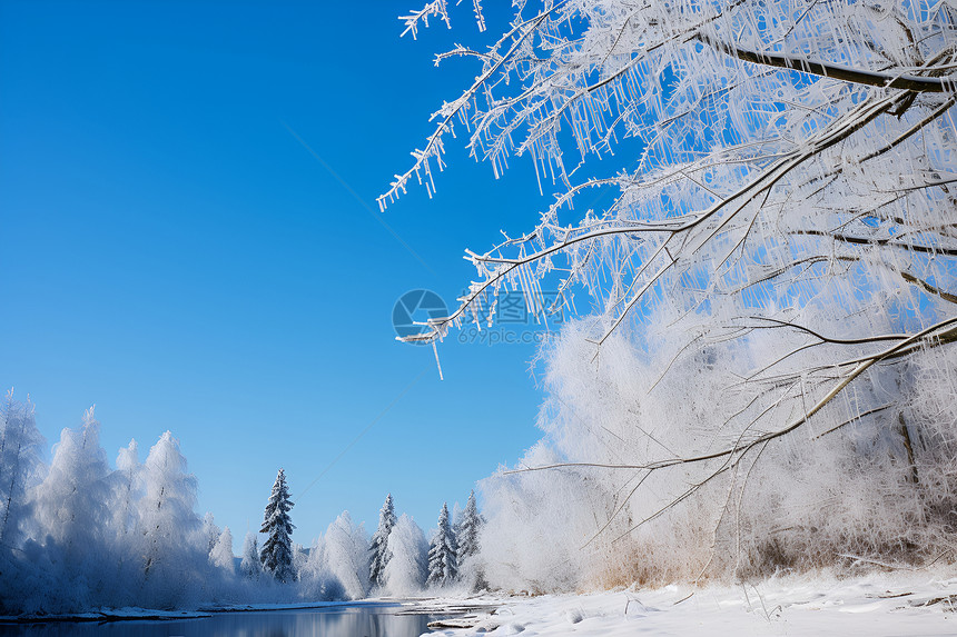 冰雪奇景的森林景观图片