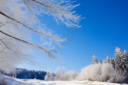 冬季白雪覆盖的丛林景观背景图片