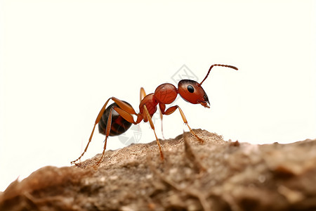 防治害虫爬行动物的蚂蚁背景