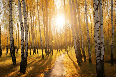 秋季林间金黄的树叶背景图片