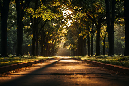 树中间的道路背景图片