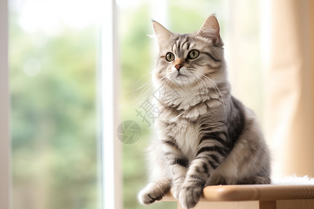 窗台前坐着的小猫高清图片