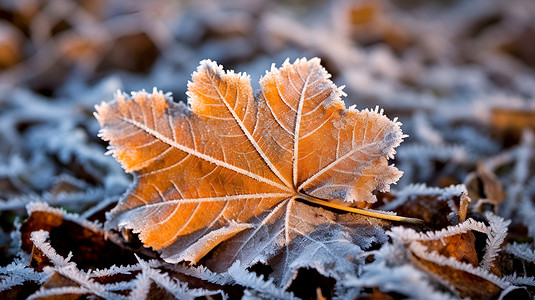 冰霜覆盖的叶子背景图片