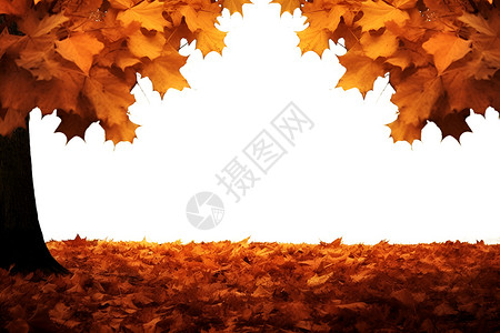 秋天的黄叶树背景图片