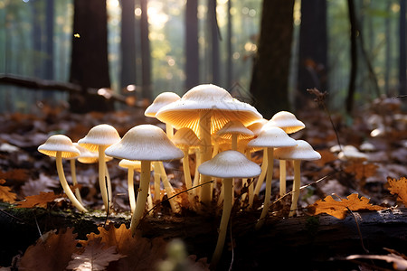 森林中的蘑菇背景图片