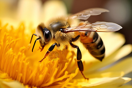 蜜蜂采集花粉的细致景观背景图片
