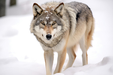 荒野中野生的狼图片素材