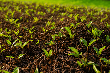 茶叶上生长的植物背景图片