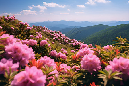 漂亮花朵背景户外绽放的杜鹃花背景