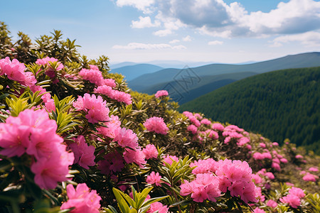 漂亮粉色花朵户外粉色的杜鹃花背景