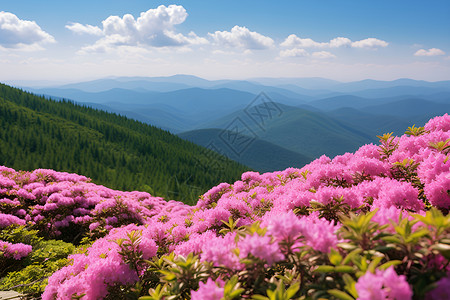 户外漂亮的杜鹃花背景图片