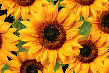 太阳花背景背景图片