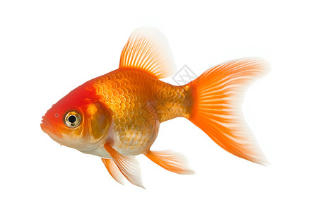 鱼缸中的金鱼高清图片