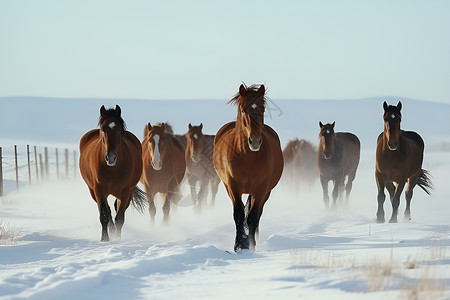 马在雪地上奔跑背景图片