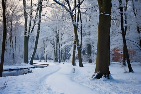 冬日幽径背景图片