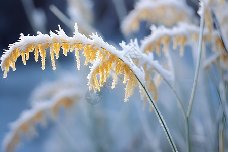 自然精灵冰雪精灵背景