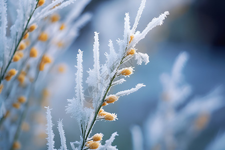 寒霜图片冬日寒霜中的花朵背景