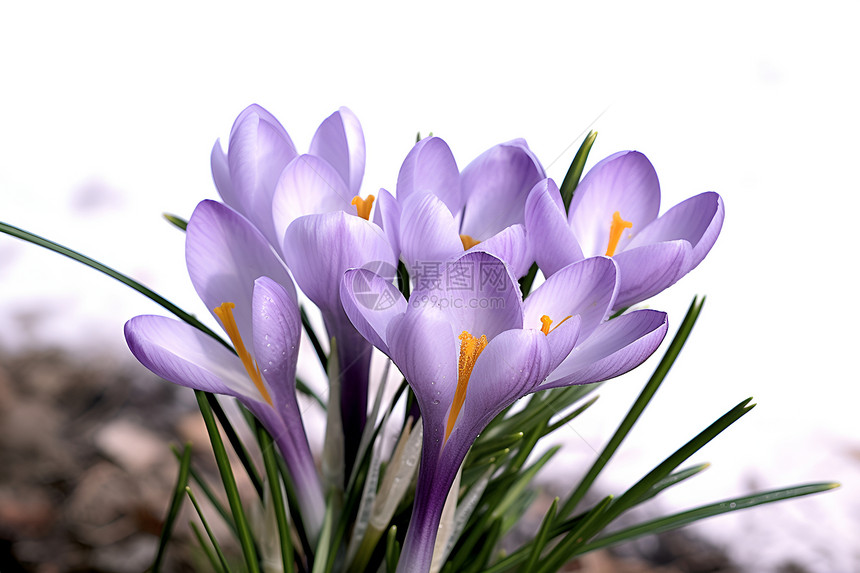紫色美丽的花朵图片