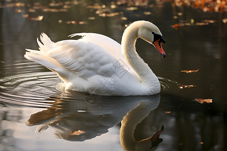 池塘里的白天鹅背景图片