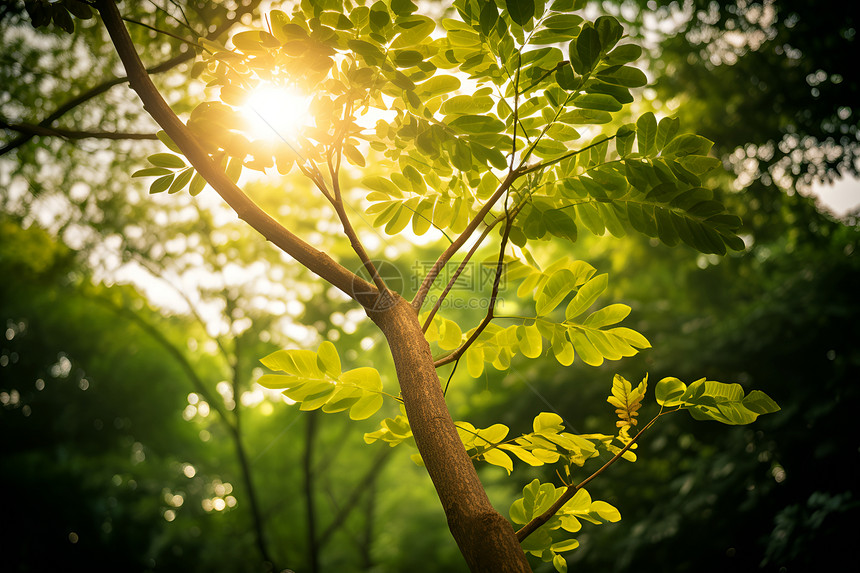森林中照亮枝叶的阳光图片
