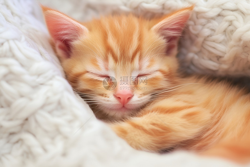 可爱小橘猫图片