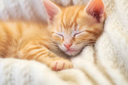 橙色小猫背景图片