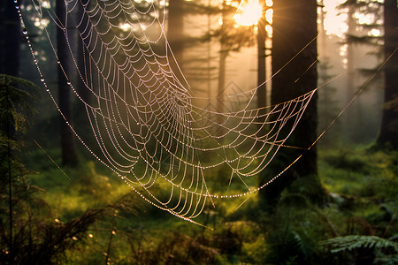 清晨露水浸润的蛛网背景图片