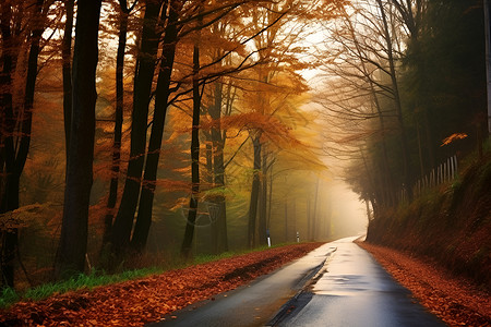 秋色路径的美丽景观背景图片