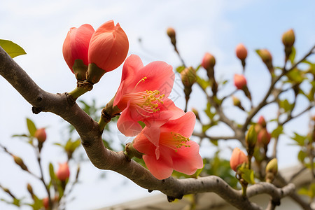 花园绽放的桃花花朵背景图片