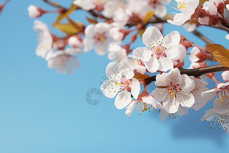 樱花盛开的春天背景图片