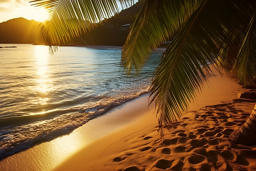 日落下的棕榈树图片