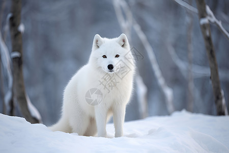 白色狐狸背景图片