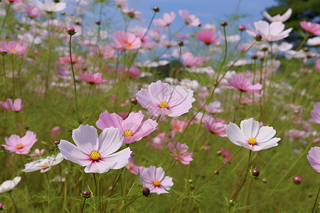 母爱如花海报花海如梦背景