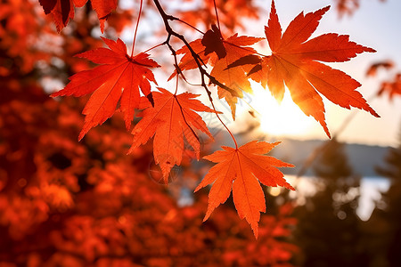 秋日公园的枫叶背景图片