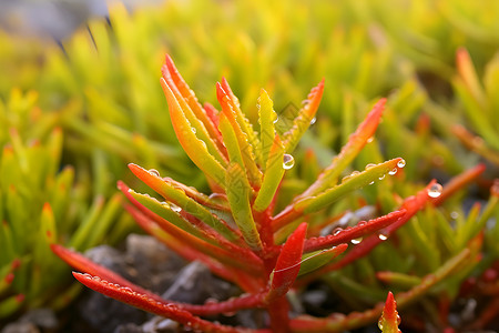 水中生长的植物高清图片