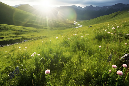 夏日山峦叠嶂花草飘香的美丽景观背景图片