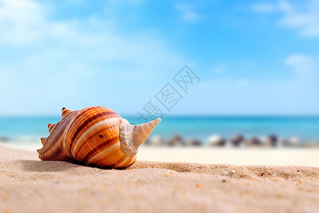 度假海滩上的贝壳背景图片