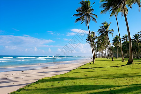 海滩椰子树组合海岸边的棕榈树背景