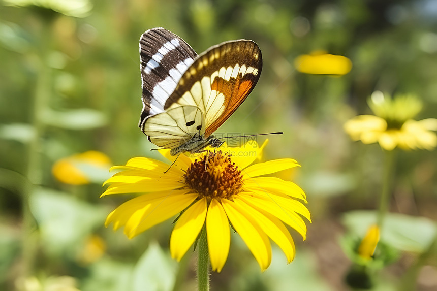 黄花上的野生蝴蝶图片