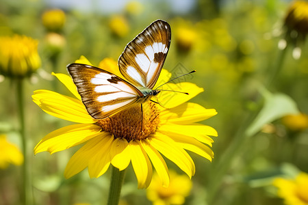 黄色花朵上的蝴蝶背景图片