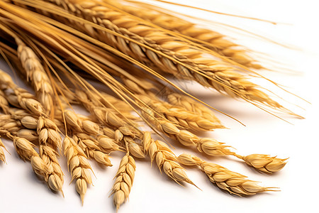 成熟的小麦食物背景图片