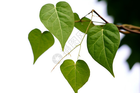 心形的树叶背景图片