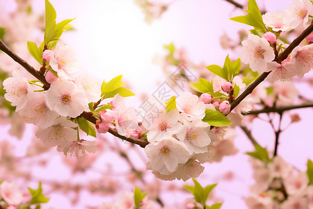 盛开的樱花树背景图片