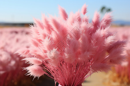 粉色的木兰草背景图片
