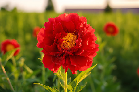 草丛中的一朵红花高清图片