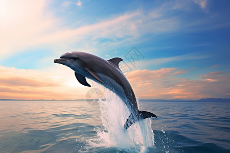 海豚跃起海洋中跃起的海豚背景