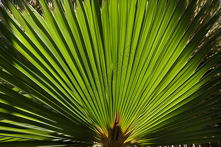 棕榈树叶子背景图片